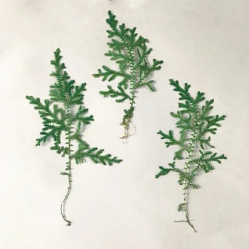 120 adet Preslenmiş Kurutulmuş Selaginella uncinata Çiçek Epoksi Reçine Takı Yapımı Makyaj Yüz İmi Nail Art Craft DIY